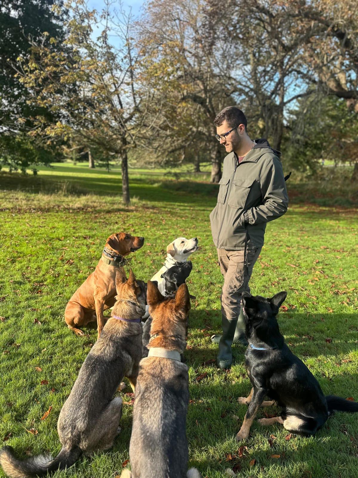 Group of calm dogs sitting with trainer