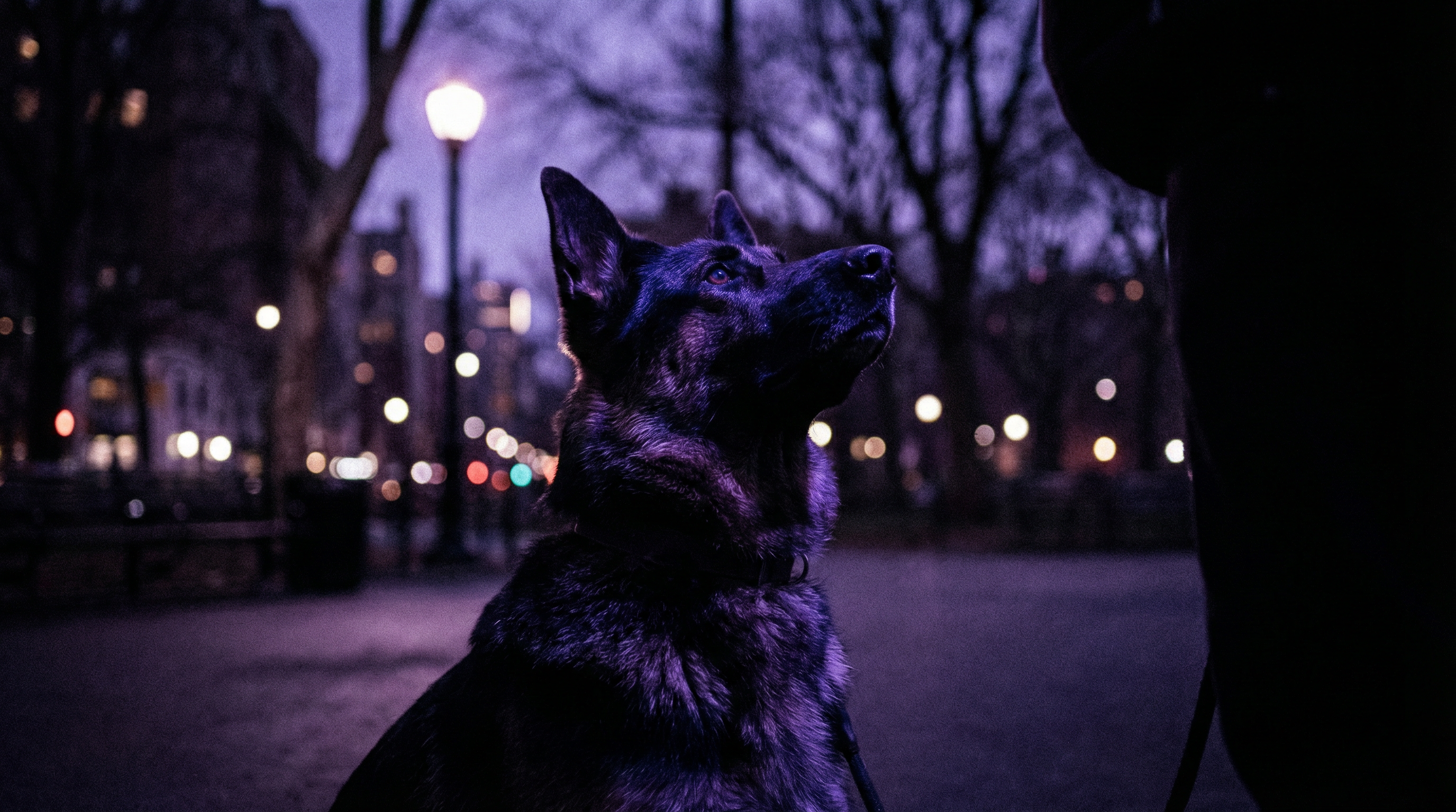 German Shepherd looking calm and focused